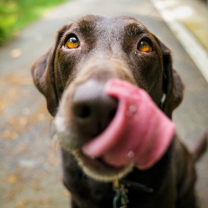 Pet Care